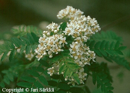 Sorbus koehneana, helmipihlaja.jpg